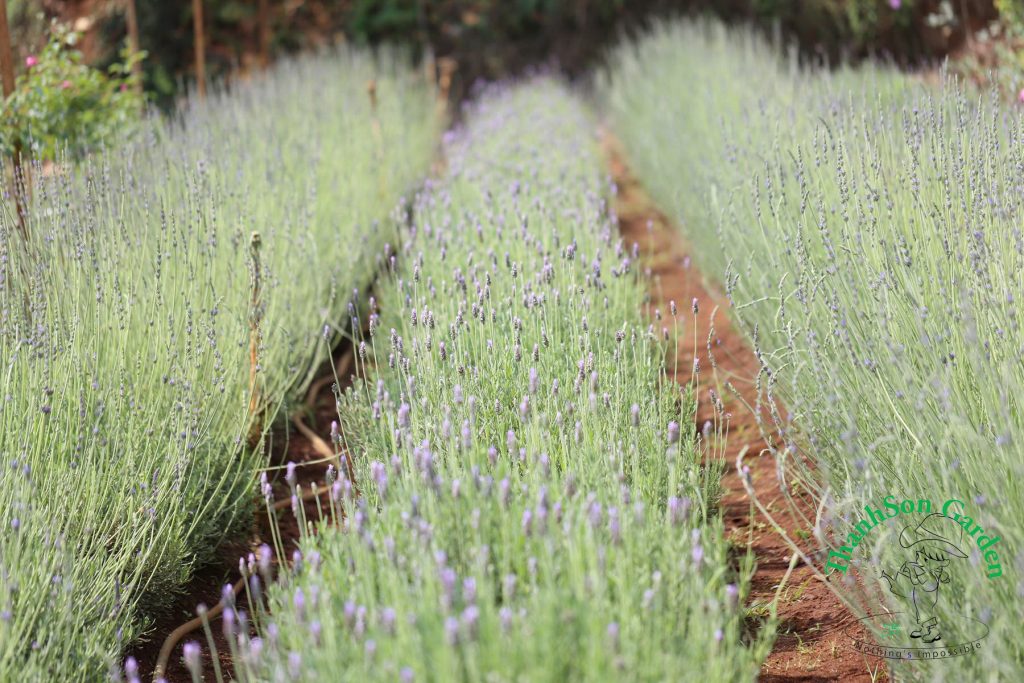 Cánh đồng Lavender