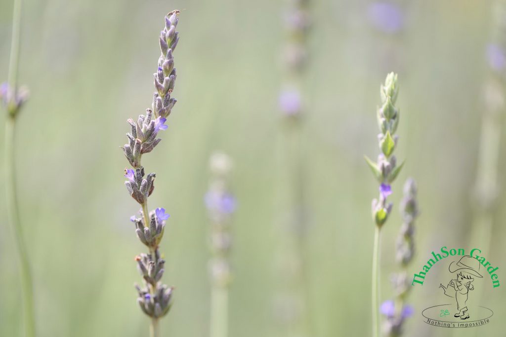 Hoa Lavender khoe sắc ở Đà Lạt