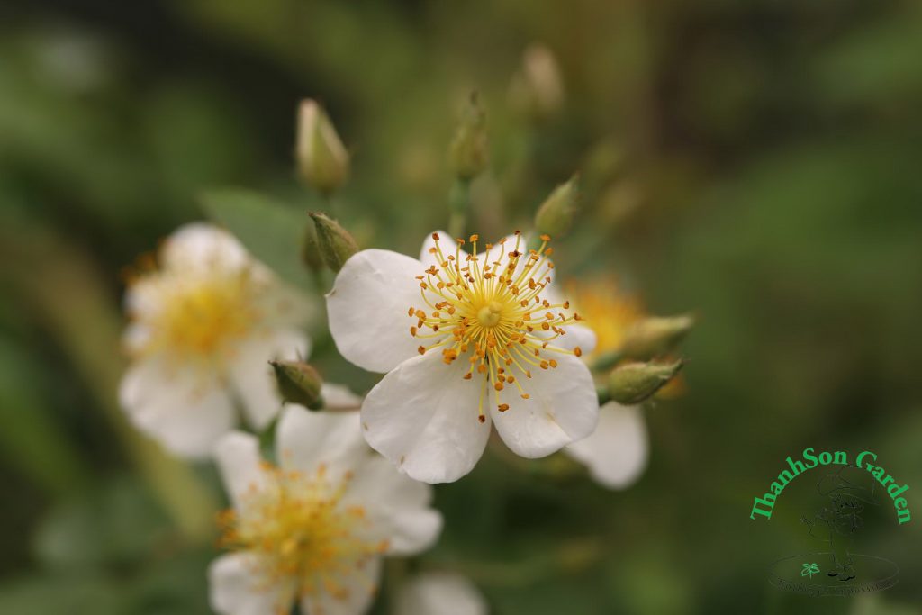 Tầm xuân trắng cánh đơn