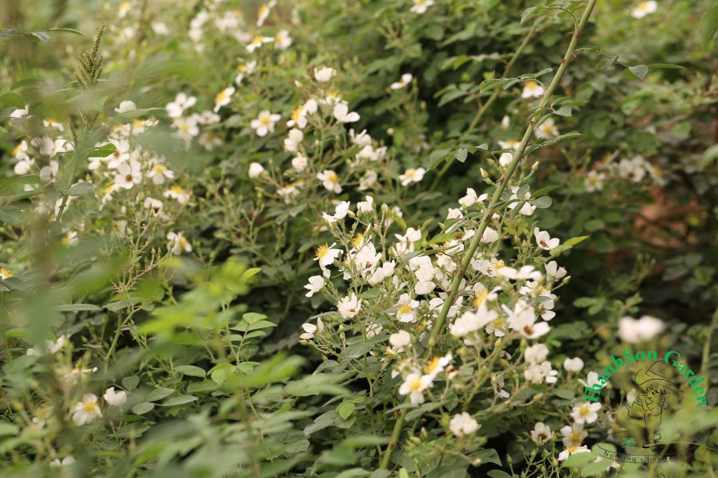 Mong muốn có một giàn tầm xuân trắng đã dần trở thành hiện thực