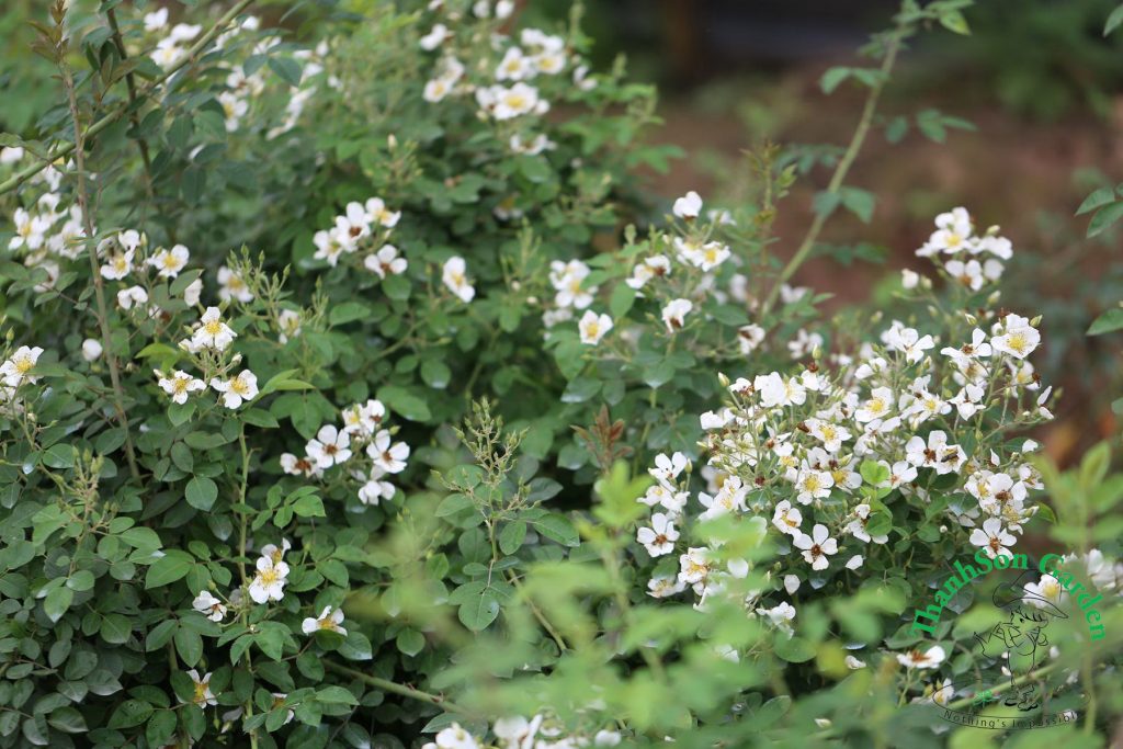 Tầm xuân trắng rộ bông